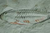 Cambrian Trilobite (Longianda) With Pos/Neg - Issafen, Morocco #170922-3